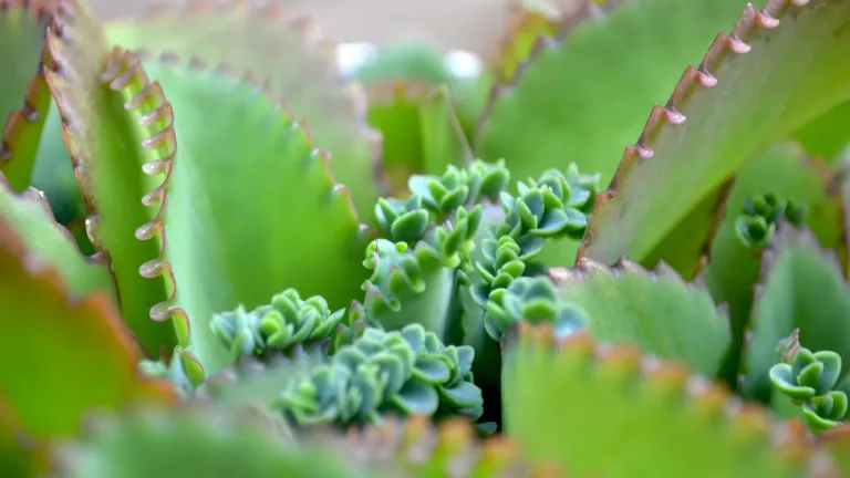 Para los amantes del jardín: hoy hablaré de MALA MADRE, ESPINAZO DEL DIABLO