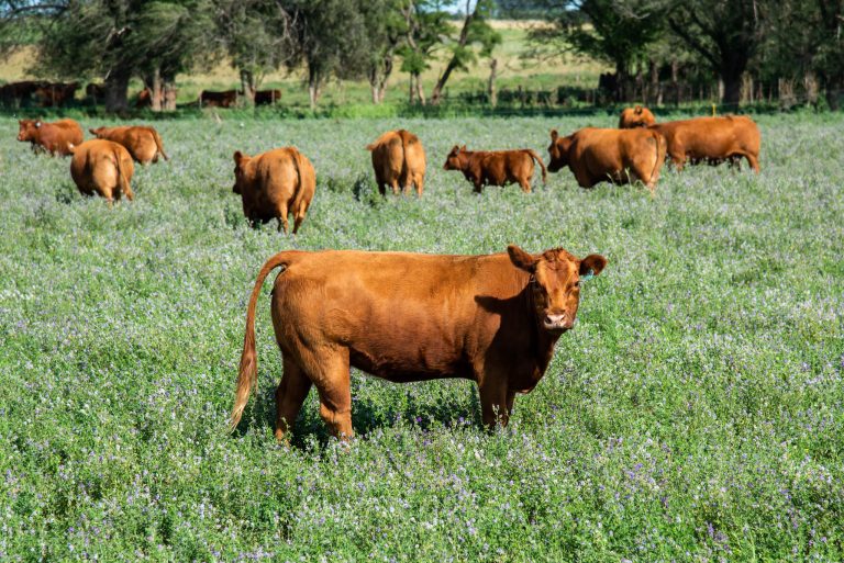 Tras las críticas, el Gobierno de La Pampa emitió un informe sobre la carga tributaria al campo pampeano