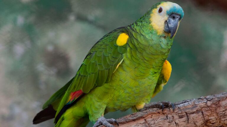 Detectan un caso de enfermedad transmitida por aves en La Pampa: la persona está fuera de peligro