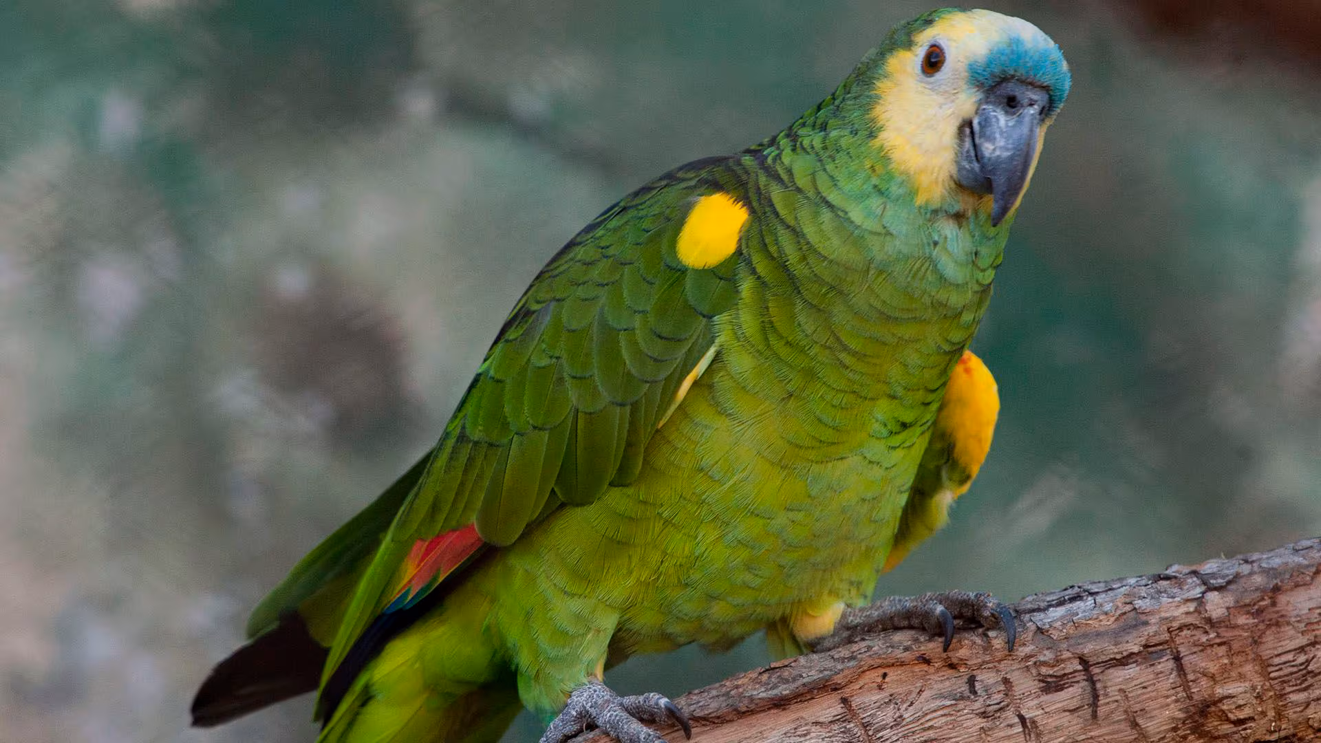 Detectan un caso de enfermedad transmitida por aves en La Pampa: la persona está fuera de peligro