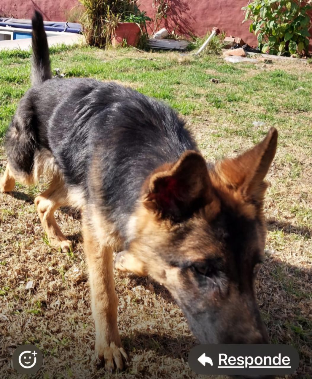 ENCONTRADO: Buscan a un perro extraviado en zona céntrica