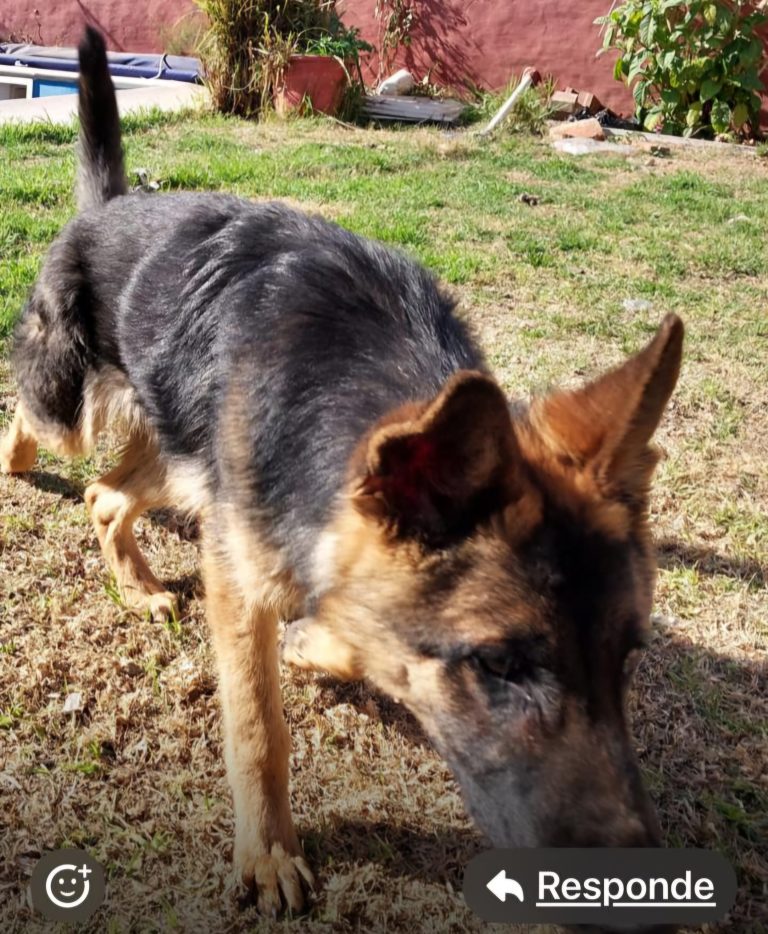ENCONTRADO: Buscan a un perro extraviado en zona céntrica