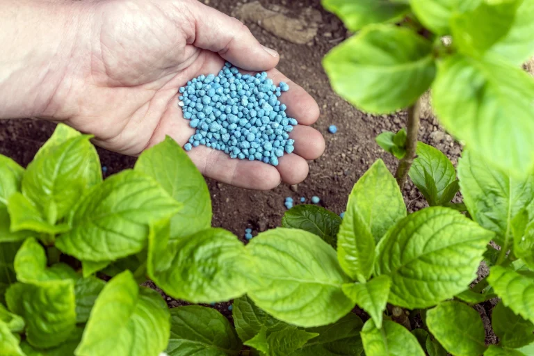 [VIDEO] ¿Cuándo fertilizar nuestras plantas y césped?: la clave para un jardín sano y lleno de vida, según Jimena Asquini