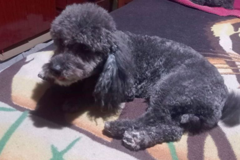 Buscan a un perro atropellado en calles 27 y 34 bis y solicitan información sobre su paradero