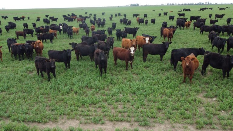 El Gobierno de La Pampa expresó su preocupación ante la decisión del Gobierno nacional de habilitar nuevamente la exportación de ganado en pie