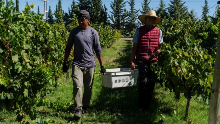 La Pampa inicia vendimia experimental: 100 toneladas de uvas para bodegas artesanales