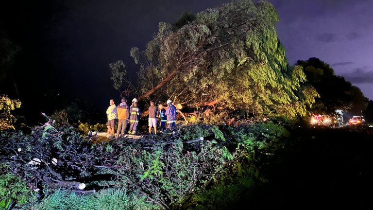 Tres árboles caídos por tormenta obstaculizaron la Ruta Provincial 1 cerca de Intendente Alvear y generaron daños a un camión
