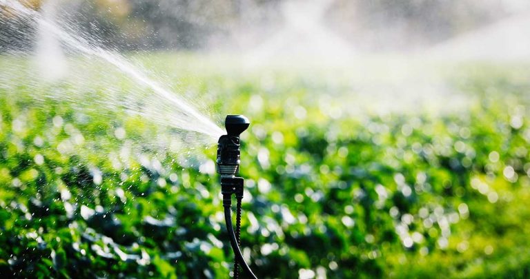 Jardinería Práctica: hoy conoceremos sobre el riego eficiente