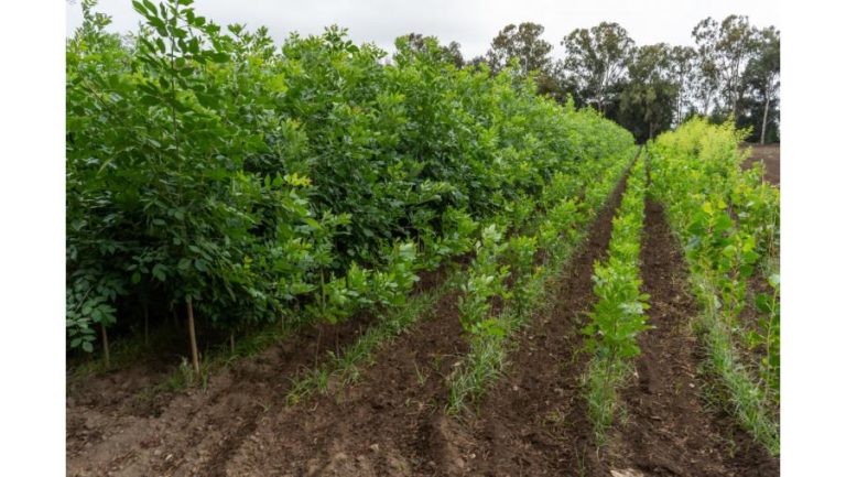 🌱 Venta de plantas en viveros provinciales: inicia el 17 de marzo en cinco localidades de La Pampa 🌿