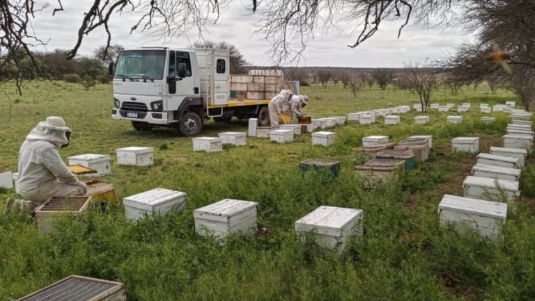 SENASA exige actualizar datos de colmenas para fortalecer sanidad apícola