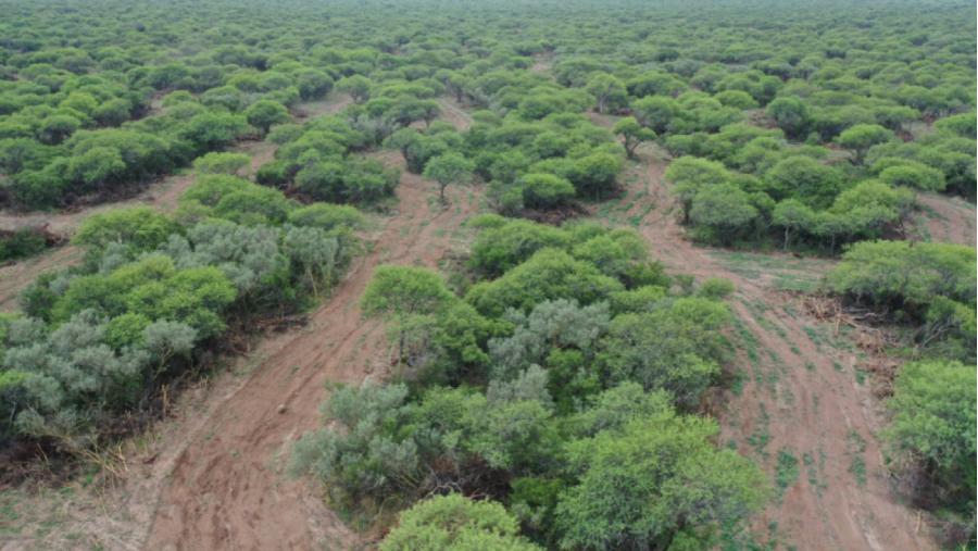 Nueva Convocatoria para Planes de  Manejo del Bosque  Nativo