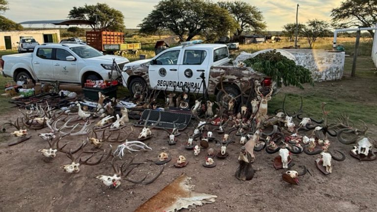 Allanamiento en zona rural: secuestraron armas, trofeos de caza y plantas de marihuana
