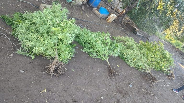 Allanamiento por abigeato derivó en una detención y el hallazgo de una plantación de cannabis