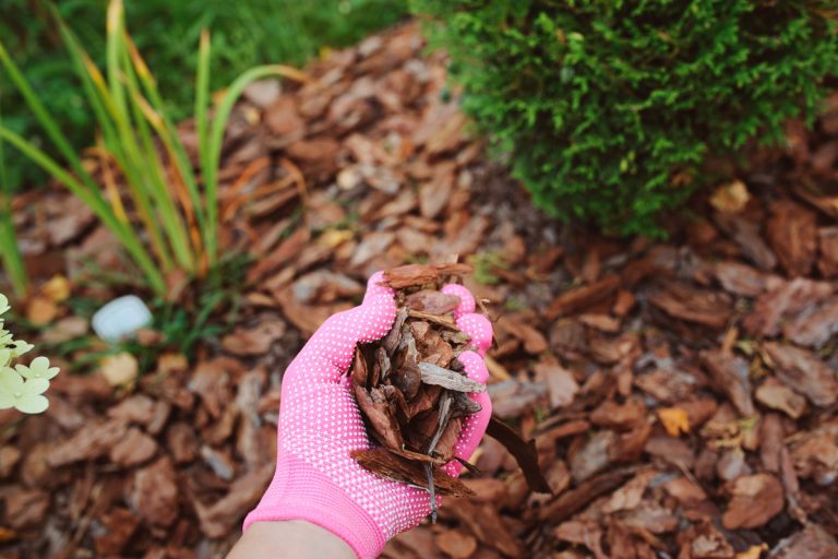 🌱 Mulching: el secreto para un jardín más sano y fácil de cuidar 🌿