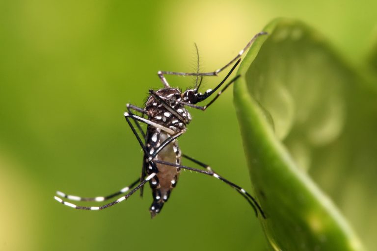 En solo una semana se duplicaron los casos de dengue en General Pico