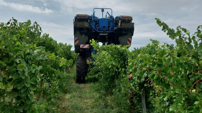 Se cosecharon más de mil toneladas de uva durante la vendimia de La Pampa