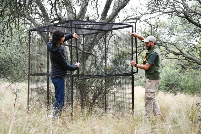 Un canto vuelve a la naturaleza: liberaron cinco cardenales amarillos en La Pampa