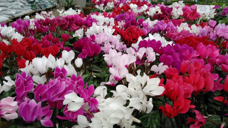 Violetas de los Alpes: belleza invernal y secretos para cuidarlas todo el año