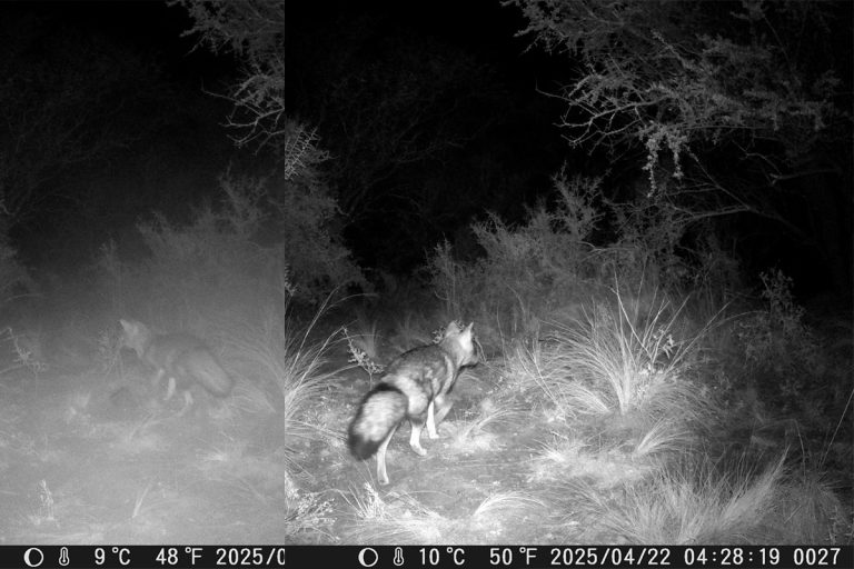 Avanza el relevamiento de Biodiversidad Pampeana