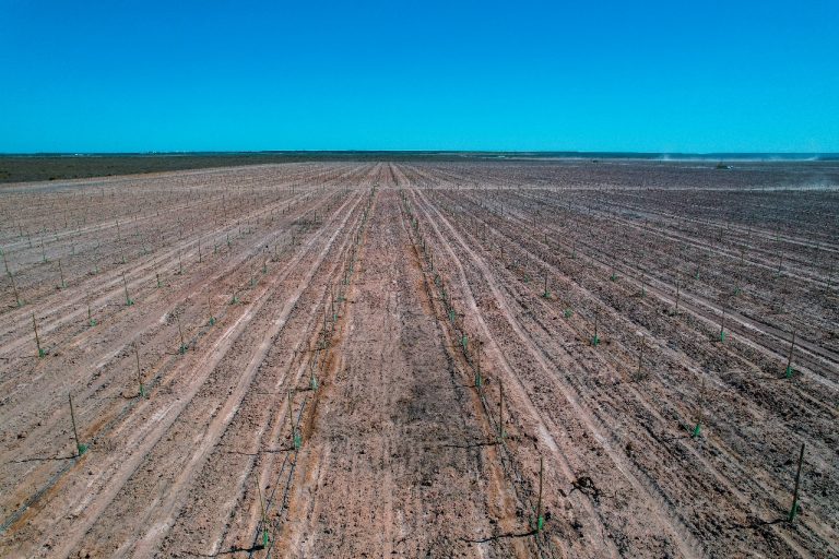 Avanza el proyecto productivo de la Caja Forense en Casa de Piedra con una plantación de más de 42 mil ejemplares de pistachos