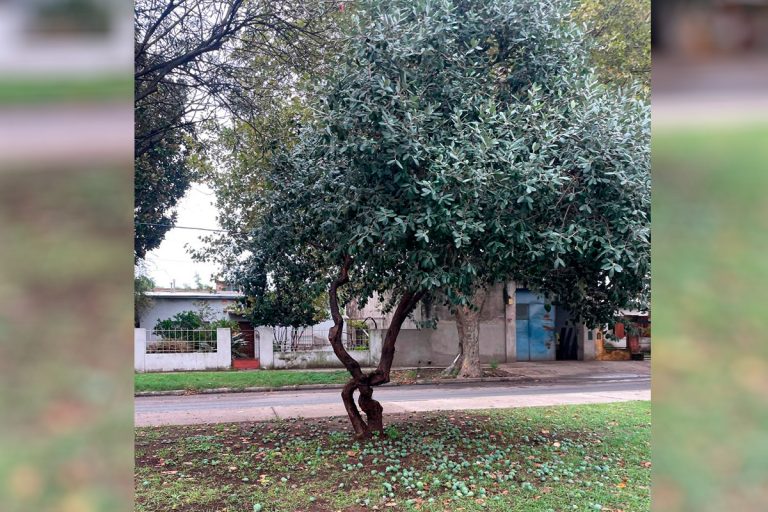 El falso guayabo: un tesoro nutritivo escondido en la avenida San Martín de General Pico