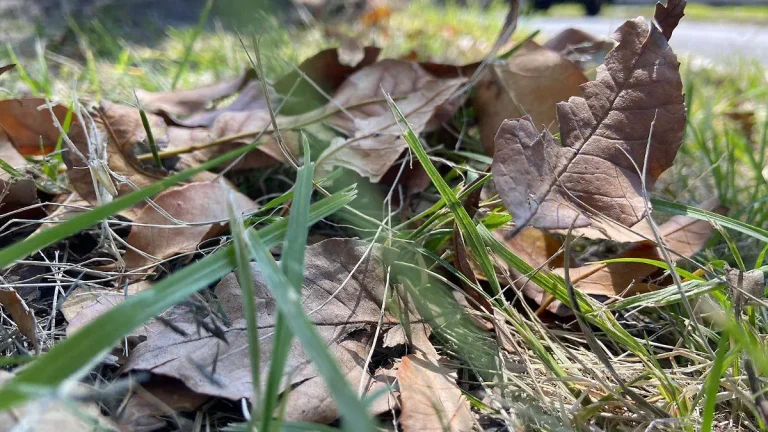 Para los amantes del jardín: “las hojas no son basura, son un recurso valioso para la jardinería”, afirmó Jimena Asquini