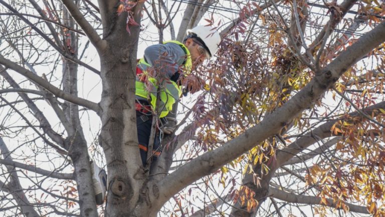 Jornadas de poda urbana: concientización y técnica para un ambiente más saludable