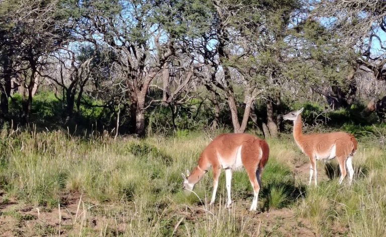 Historia, cultura y naturaleza: la estancia que abre paso a la aventura en la primera reserva de la Patagónia