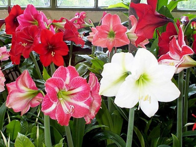 Los secretos del Amarilis: ¿Por qué a veces no florece y cómo asegurarnos sus impactantes flores?