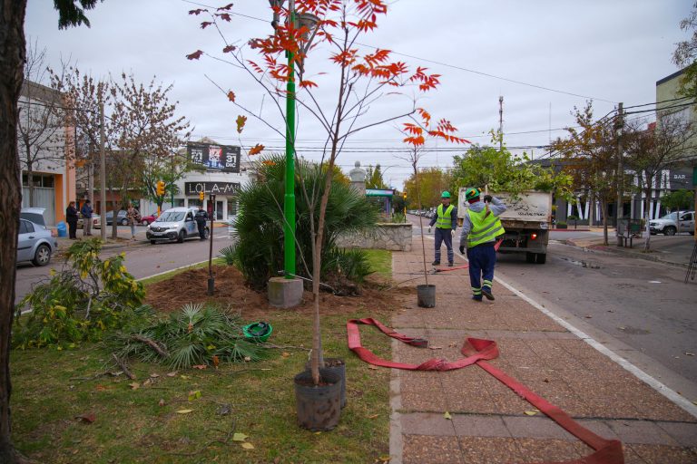 Inician intervenciones en el arbolado urbano de General Pico para embellecer la Avenida San Martín