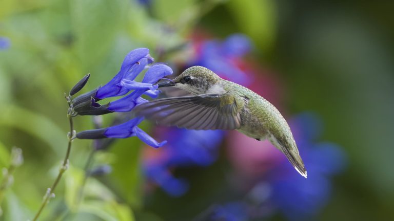 Jardinería Practica: hoy conoceremos como atraer mariposas y colibríes a nuestro jardín
