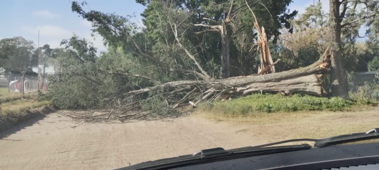 Alerta por vientos intensos en General Pico: ráfagas de más de 80 km/h provocaron la caída de árboles