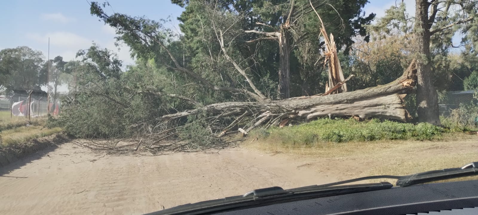 Alerta por vientos intensos en General Pico: ráfagas de más de 80 km/h provocaron la caída de árboles