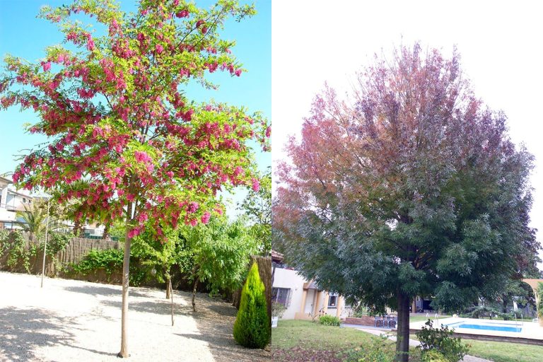 Jardinería Práctica: hoy conoceremos como elegir el árbol para nuestras veredas