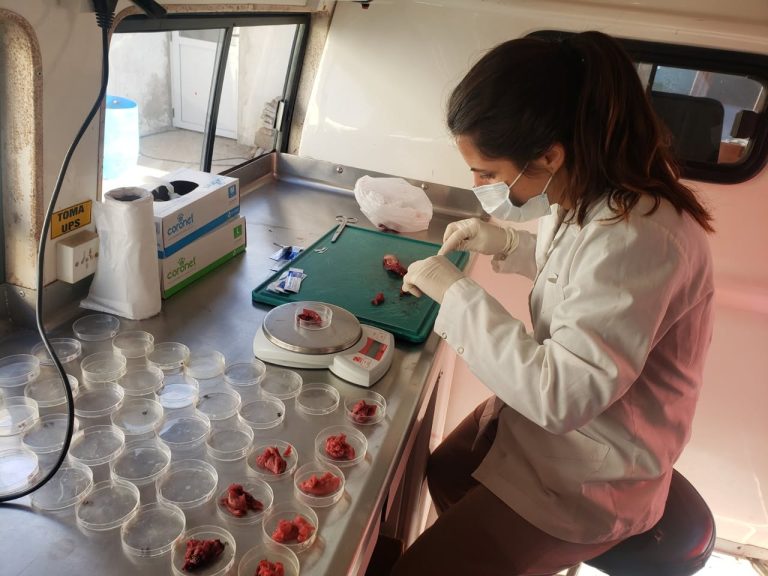 TRIQUINOSIS EN JABALIES: detección durante torneo de caza en General Pico