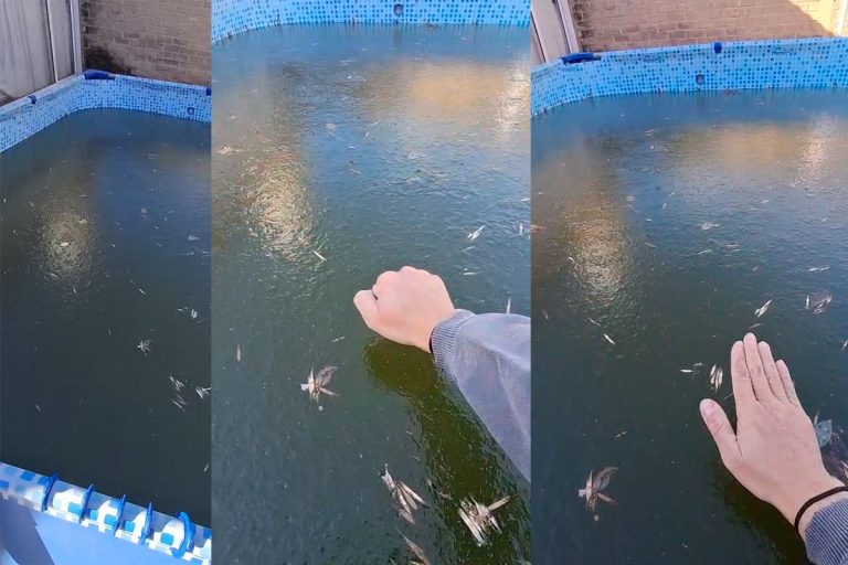 El frío polar se hizo sentir en General Pico: Un vecino mostró en un video cómo se congeló por completo su pileta pelopincho