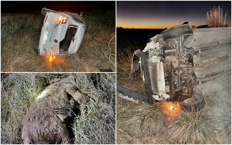 Violento vuelco en la Ruta 188: un empleado bancario chocó un jabalí y salvó su vida de milagro