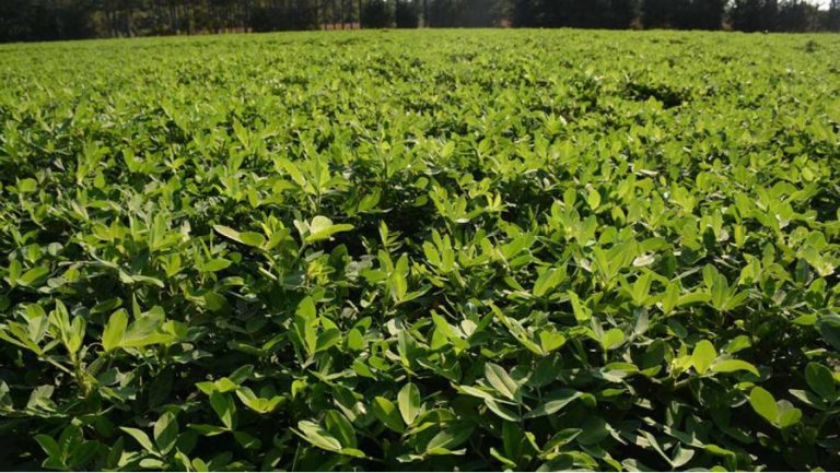 Registración obligatoria del cultivo de maní