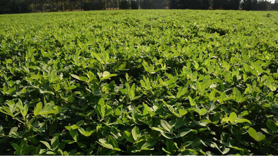 Registración obligatoria del cultivo de maní