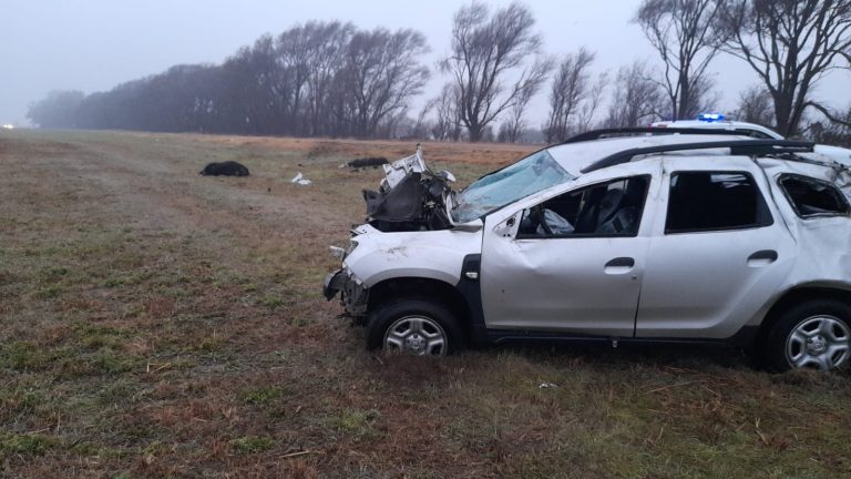 Un conductor chocó a dos vacunos en la Ruta 2 y sufrió heridas leves