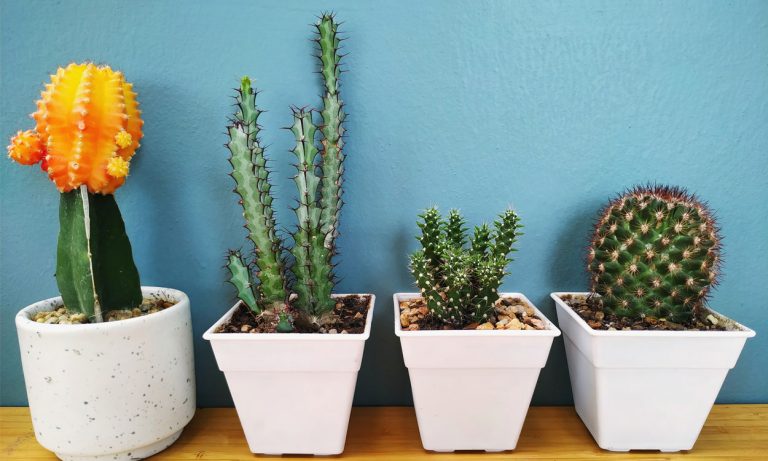 JARDINERÍA PRÁCTICA: Hoy conoceremos como cultivar cactus en macetas