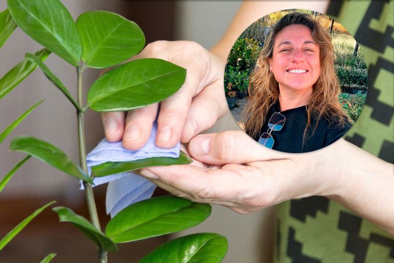 El poder silencioso de las plantas: cómo mejoran la salud y el bienestar