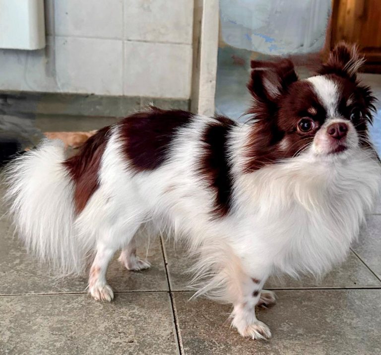 Desesperada búsqueda en General Pico: ofrecen $500.000 de recompensa para encontrar a su chihuahua