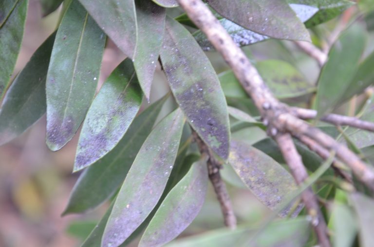 Adiós a las enfermedades invernales: consejos para plantas sanas