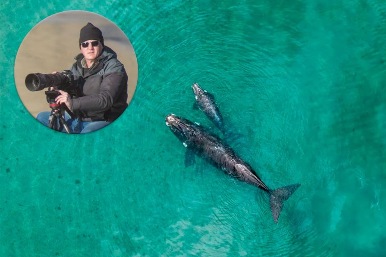 Fotógrafo pampeano Gabriel Rojo: sus imágenes de ballenas cautivan al mundo a través de la BBC