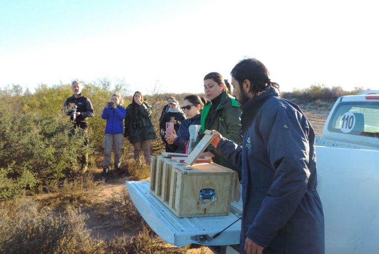 Éxito en la liberación de cardenales amarillos en la Reserva Pichi Mahuida