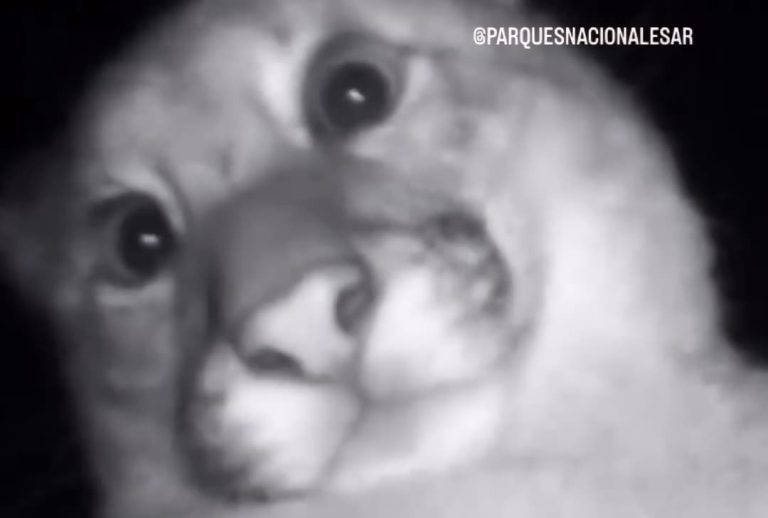 La curiosidad pudo más: un cachorro de puma se “roba” la cámara en Lihué Calel y el resultado es pura ternura