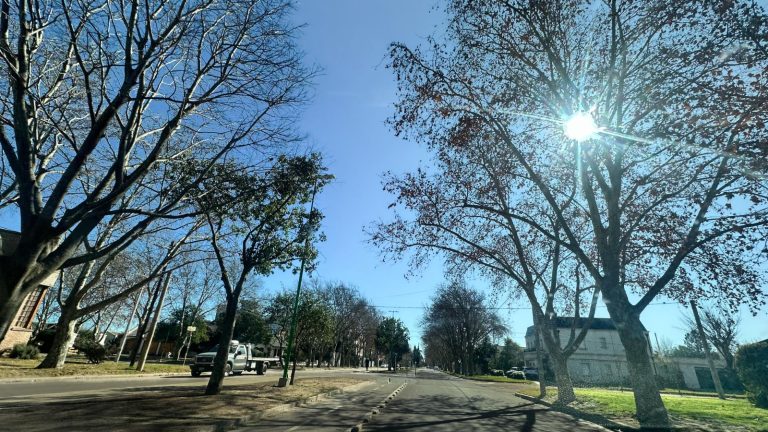 General Pico: Culminan importantes intervenciones en el arbolado de Avenida San Martín