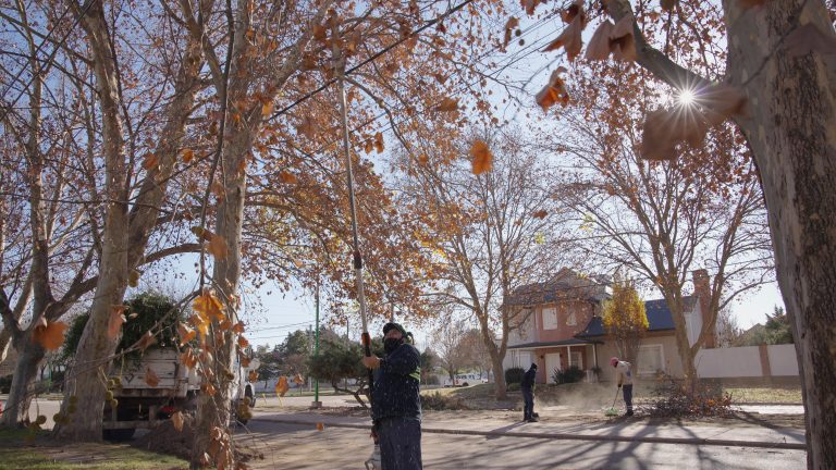 Avanzan las obras en la avenida San Martín: importante progreso en la poda y renovación de veredas