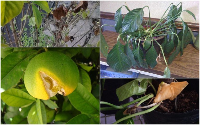 Jardinería Práctica: cómo identificar y solucionar el exceso de agua en tus plantas